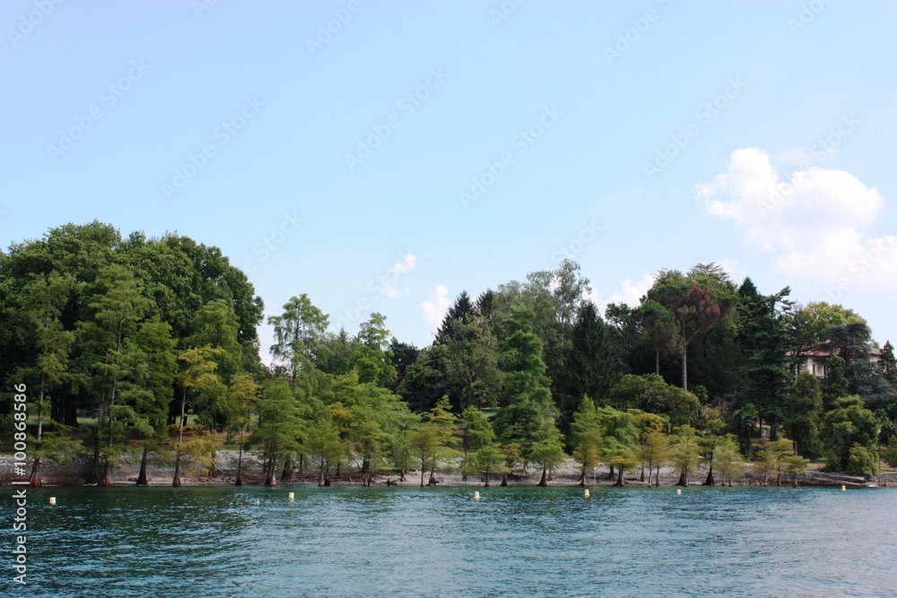 Taxodium distichum on the shore of Lake Maggiore, Italy