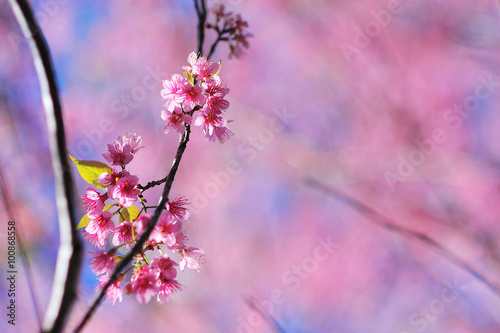 Cherry blossoms,Thailand sakura in ChiangMai, Thailand