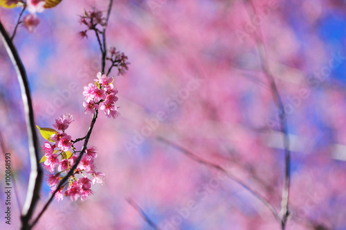 Cherry blossoms,Thailand sakura in ChiangMai, Thailand
