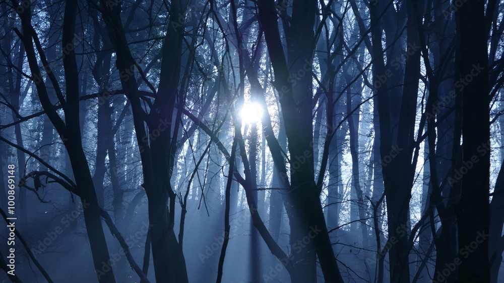 Obraz premium Sun through misty dark forest.