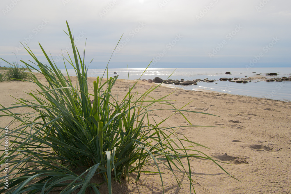 Sea read on the beach in a Nordic island Hailuoto in North of Finland Sea read on the beach in a Nordic island Hailuoto in North of Finland