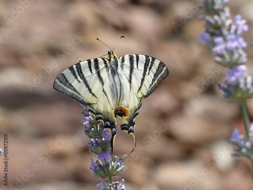 Segelfalter auf Lavendel photo