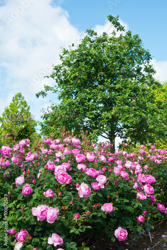Fototapeta Naklejka Na Ścianę i Meble -  Rose Garden,Rosa Skylark