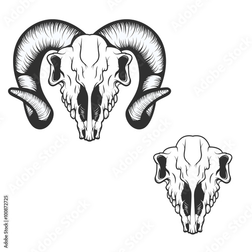 ram skull. vector illustration.