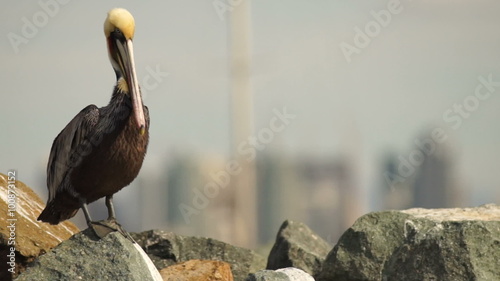 San Diego Skyline Pelican