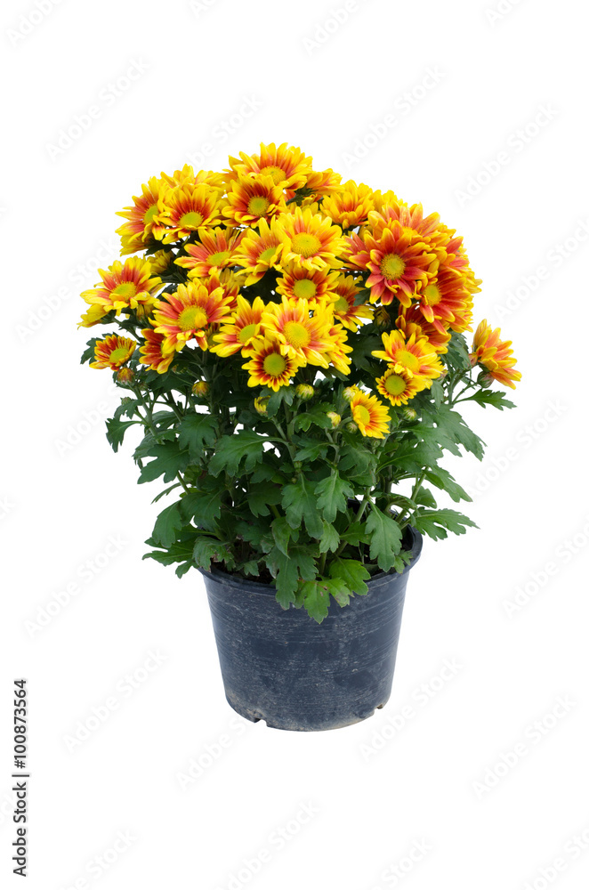 chrysanthemum isolated on white background chrysanthemum isolated on white background