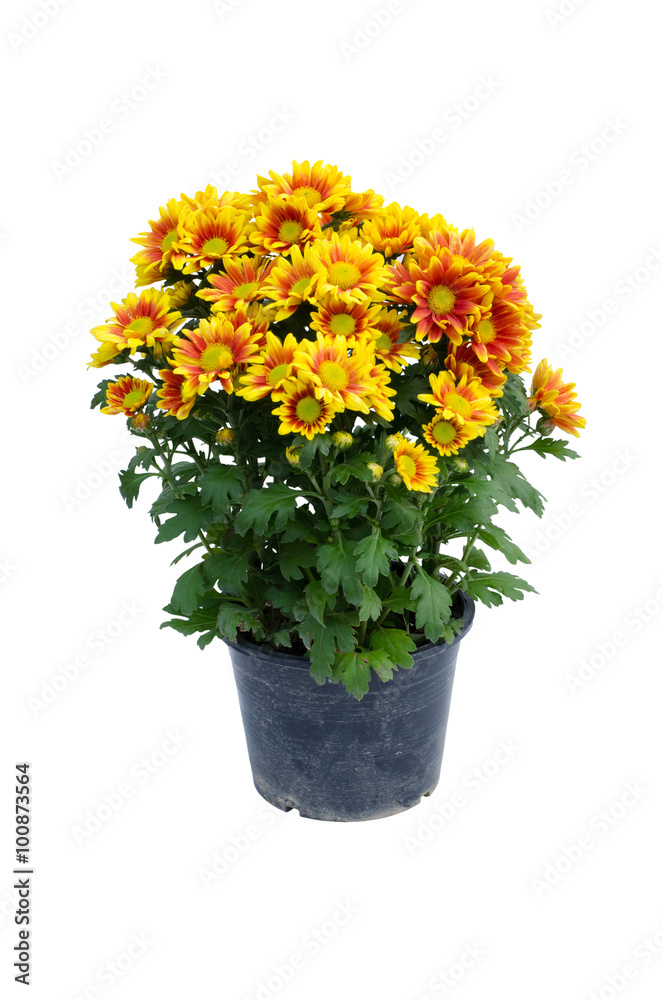 chrysanthemum isolated on white background