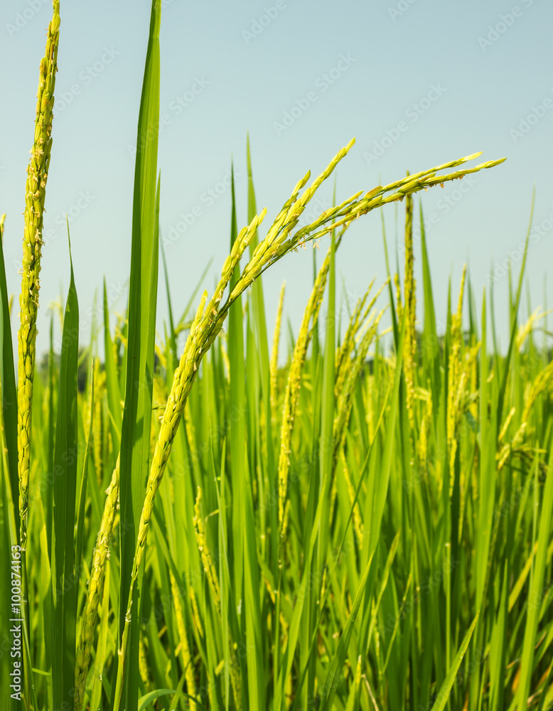 Obraz premium rice field