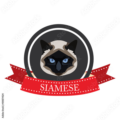 flat icon pedigreed cat siamese