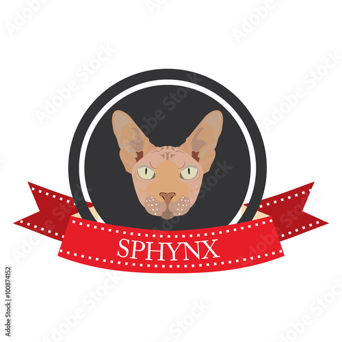 flat icon pedigreed cat sphynx
