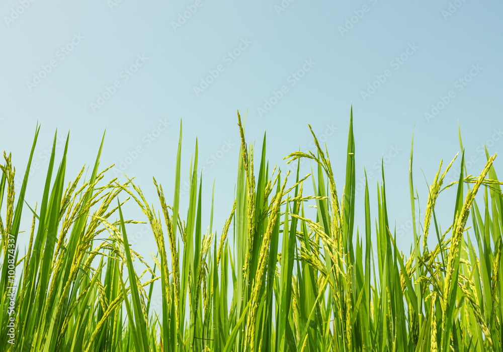 Obraz premium rice field