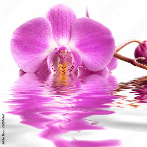 Fototapeta Naklejka Na Ścianę i Meble -  Pink orchid flower in water. 