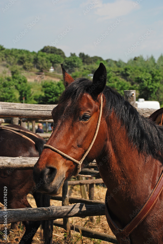 Obraz premium cavallo nel ranch