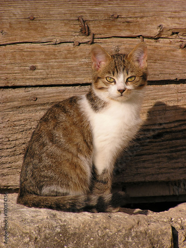 Cat posing in front of a wooden door photo