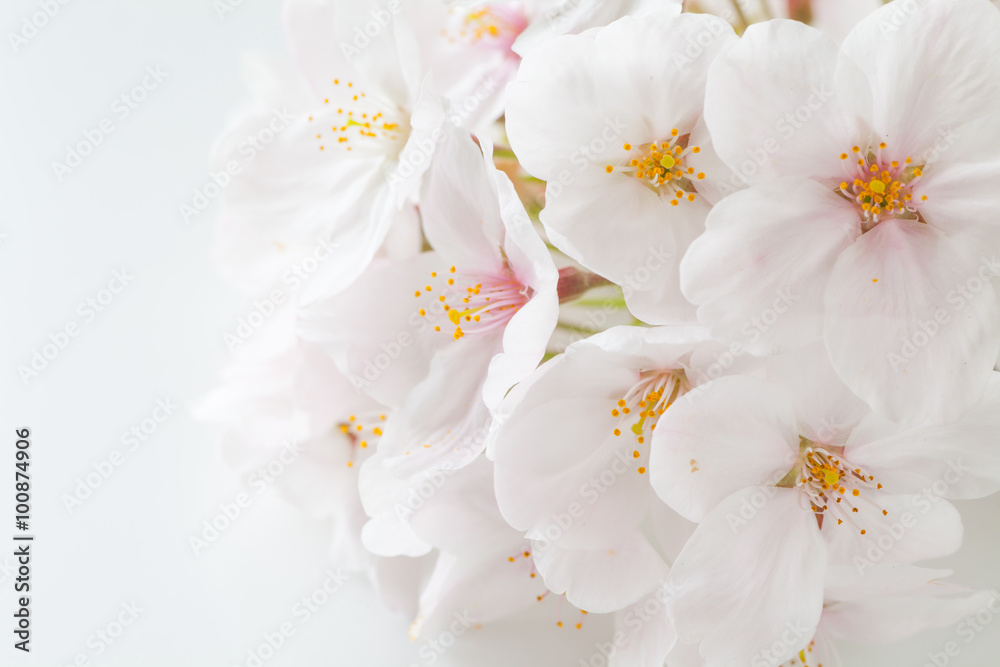 Close - up beautiful cherry blossom sakura flower