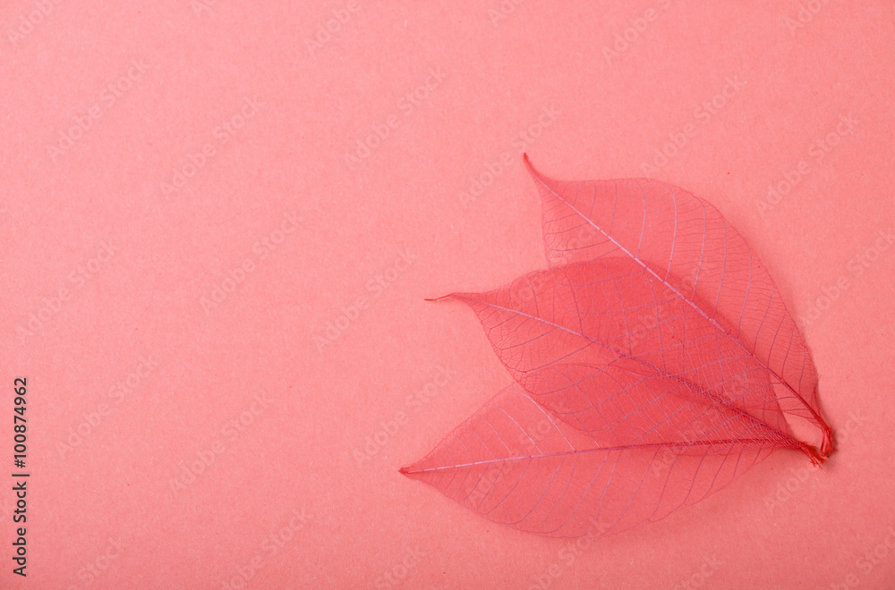 Three red skeleton leaves on pink paper