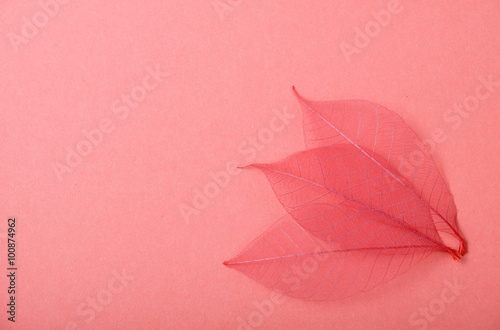 Three red skeleton leaves on pink paper