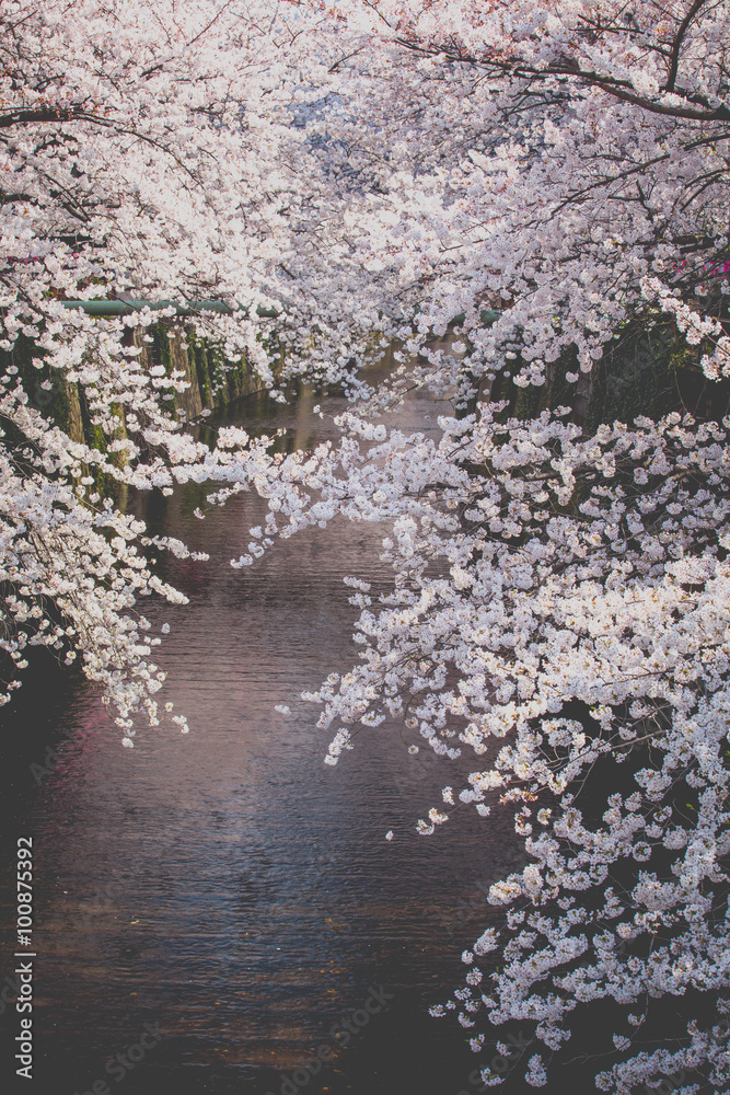 Beautiful sakura cherry blossom at Nakameguro Tokyo, Japan Beautiful sakura cherry blossom at Nakameguro Tokyo, Japan