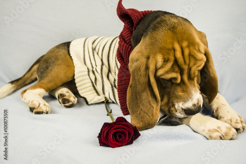 beagle dog and rose