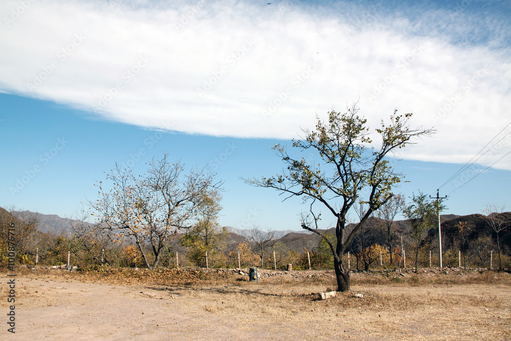 dry tree under sky and clouds
dry tree under sky and clouds
