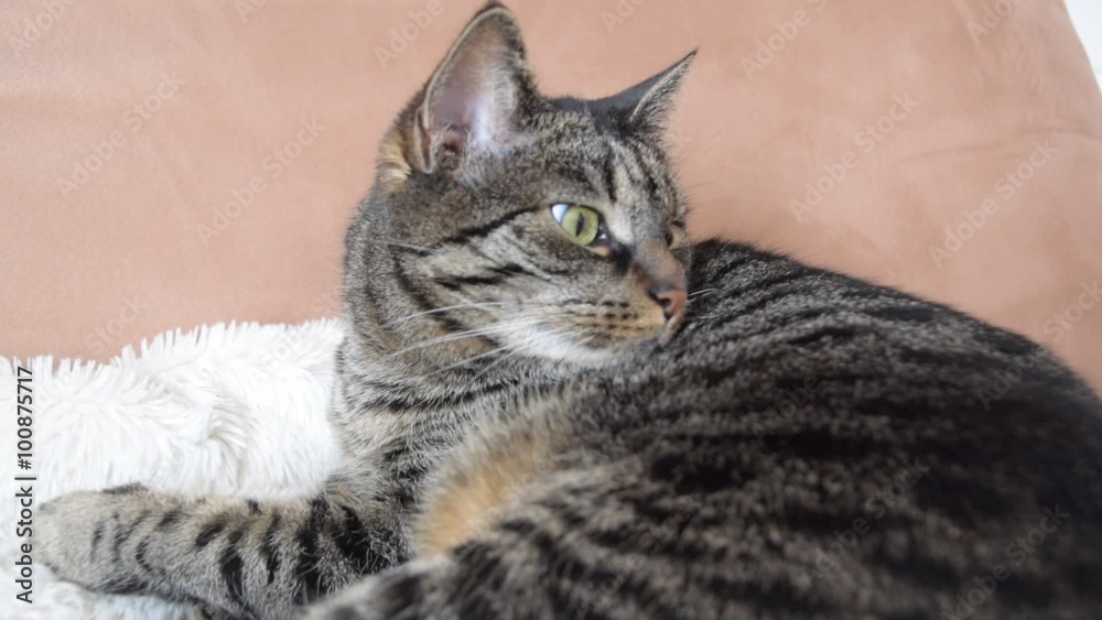 Katze in der Wohnung Katze in der Wohnung