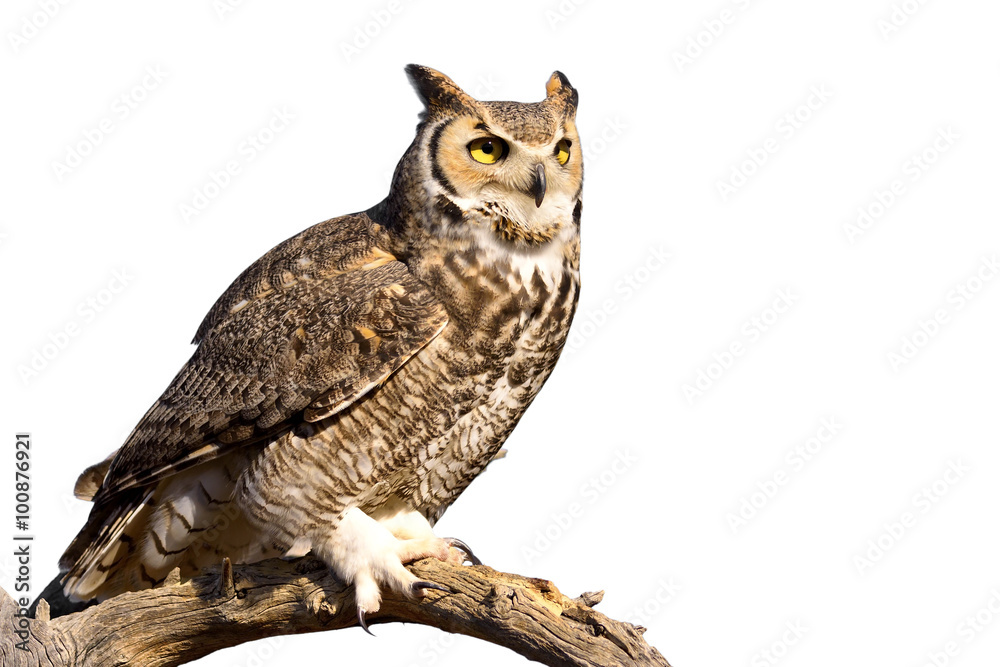 Naklejka premium Great Horned Owl