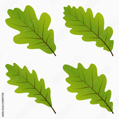 Green Oak Leaves photo