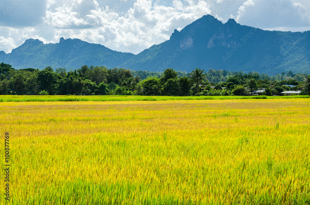 Fototapeta premium rice field