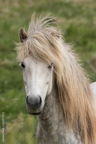Icelandic horse, Iceland © lnichetti