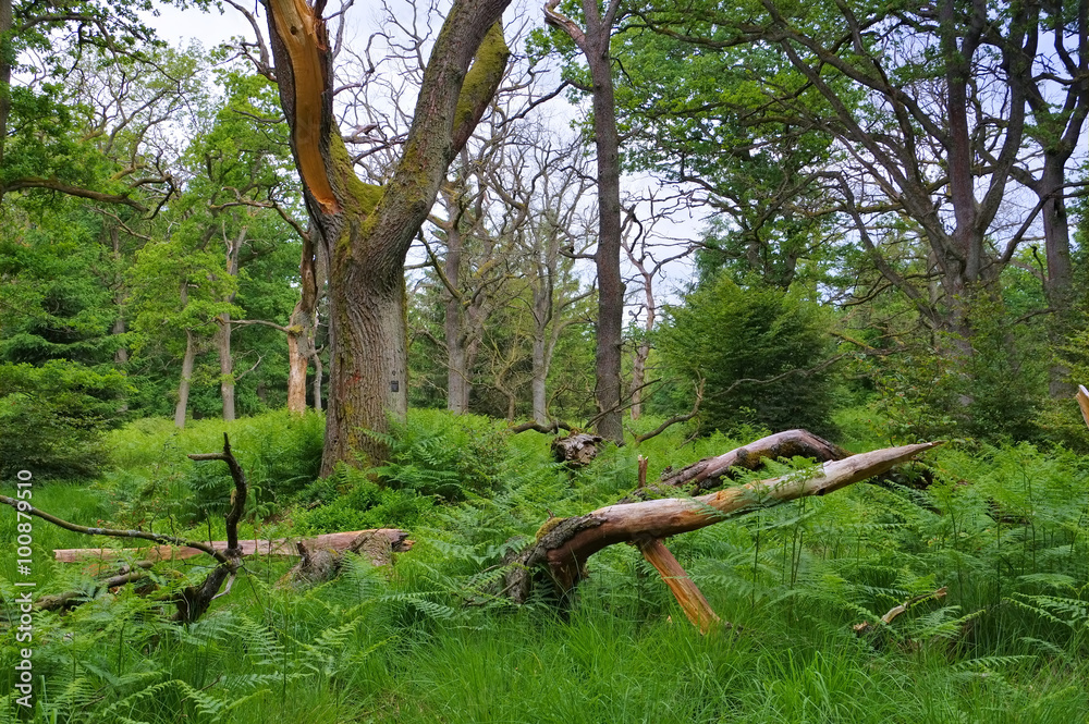 Fototapeta premium Urwald Sababurg - ancient forest of Sababurg