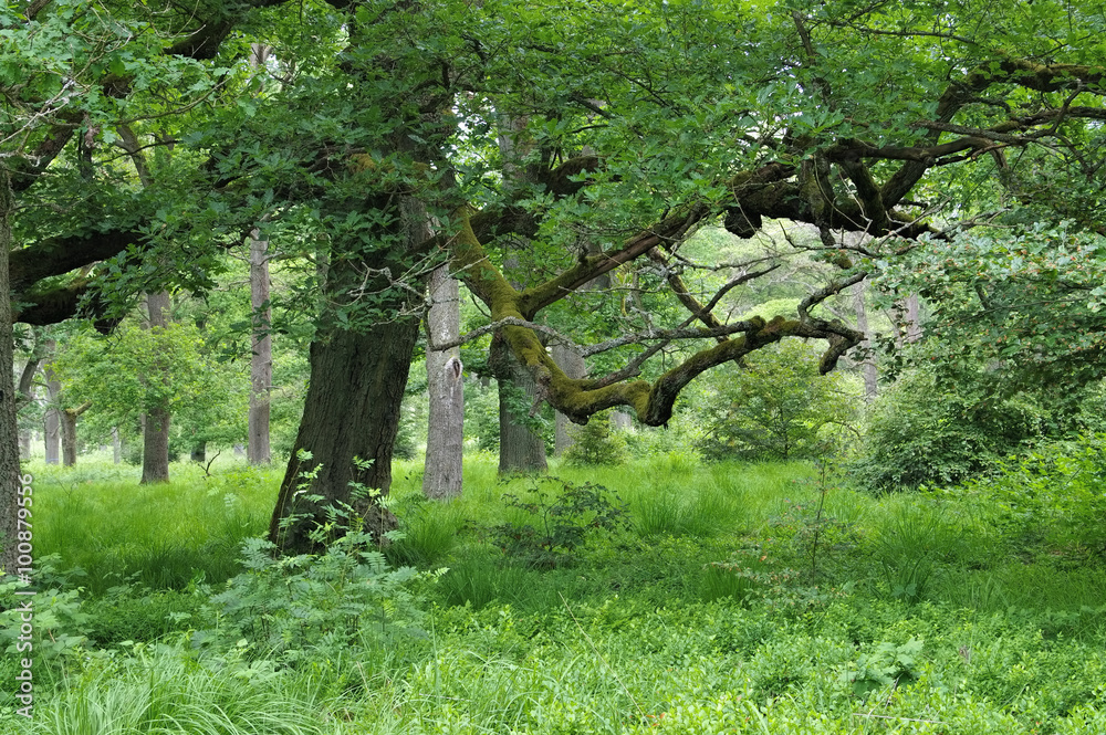 Fototapeta premium Urwald Sababurg - ancient forest of Sababurg