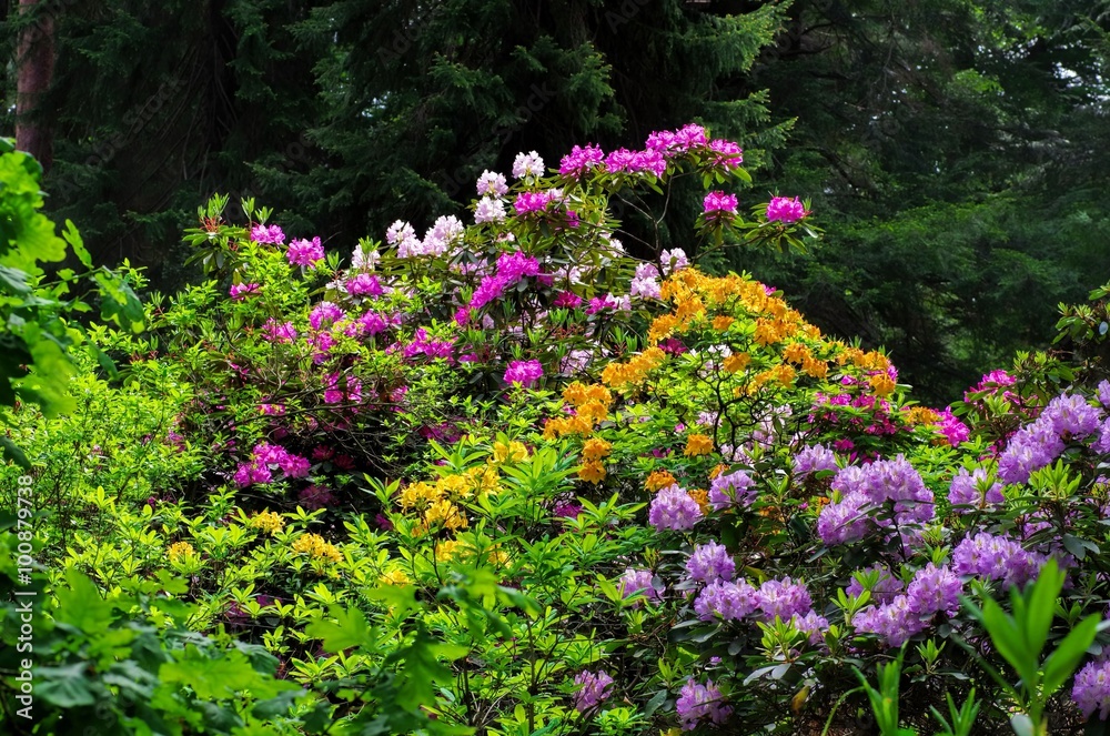 Rhododendron - Rhododendron plants in spring