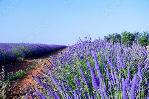 lavender bush in the foreground in Provence