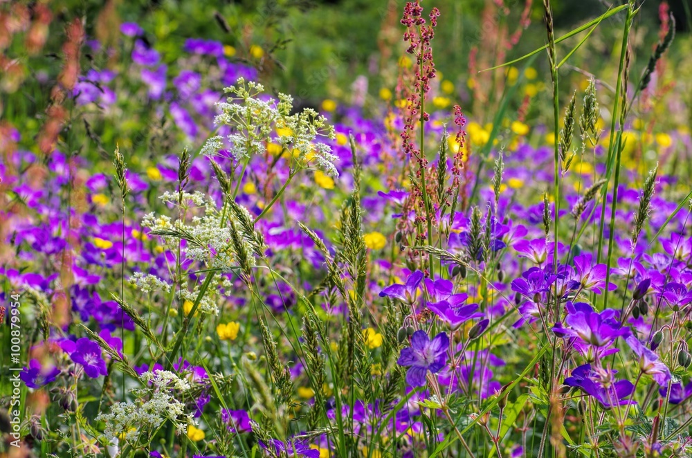 Fototapeta premium Bergwiesen - spring flower meadows in mountains