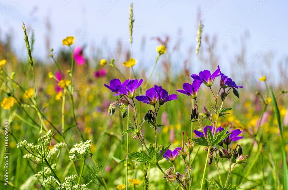 Fototapeta premium Bergwiesen - spring flower meadows in mountains
