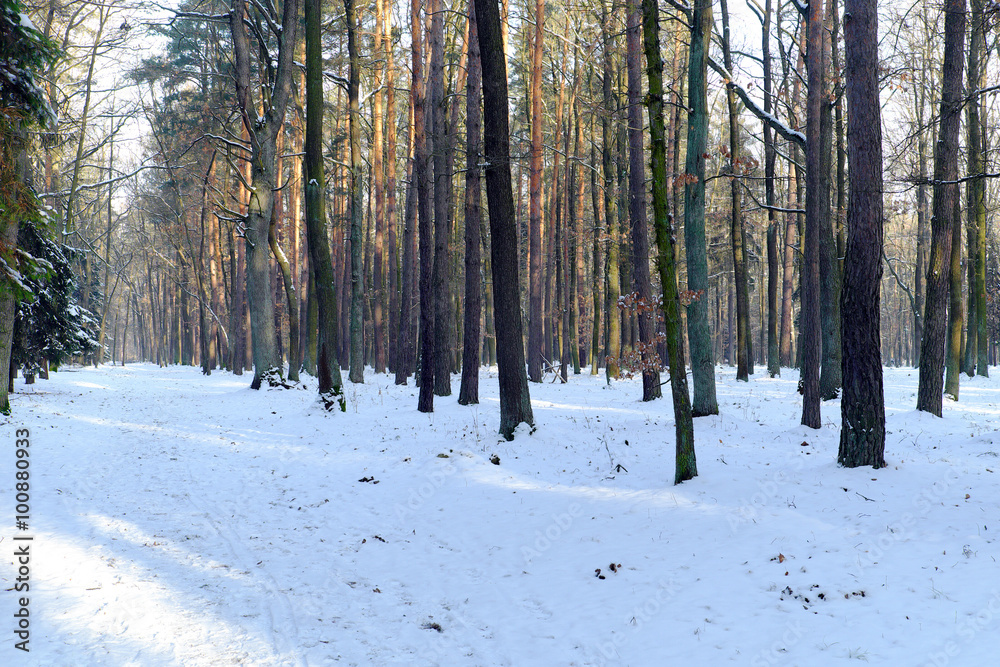 Forest road in winter with snow Forest road in winter with snow