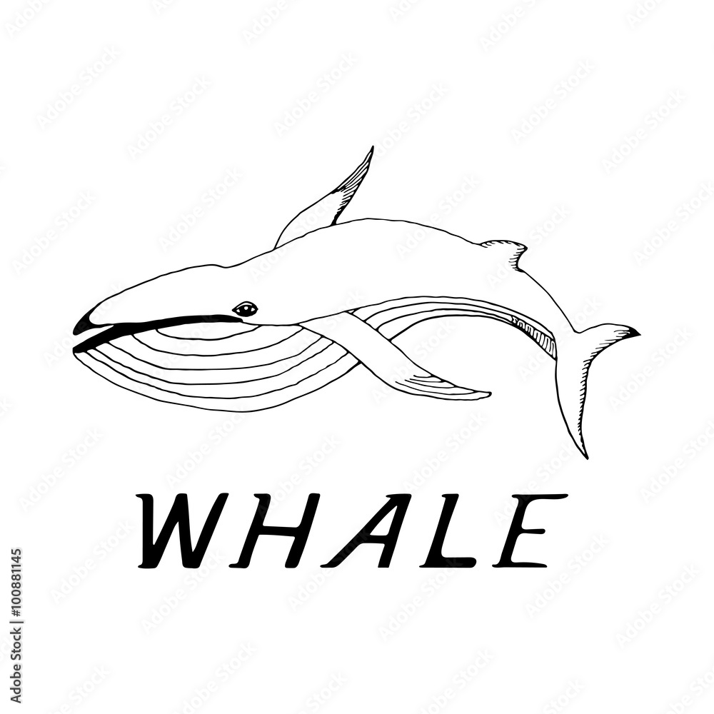 hand draw a whale hand draw a whale