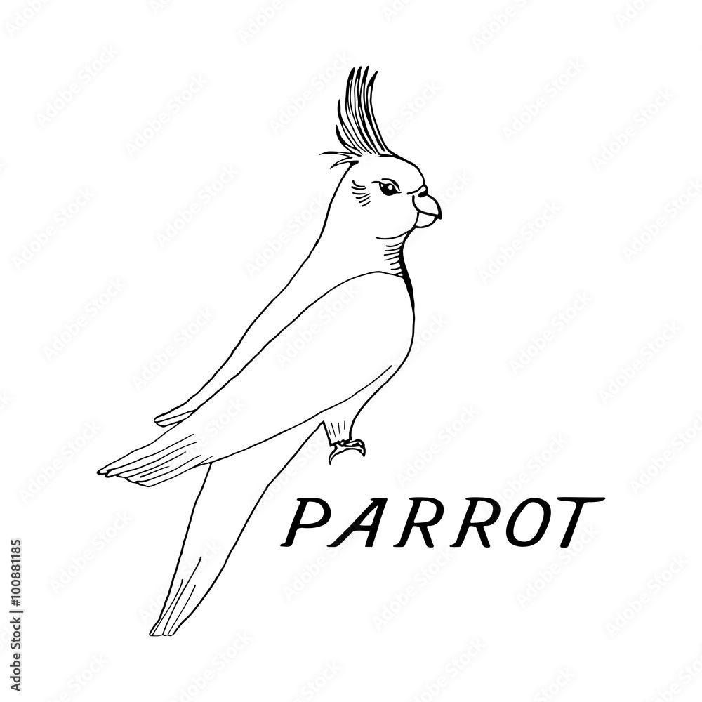 parrot pencil sketch step by step||EASY & SIMPLE ||TUTORIALS - YouTube