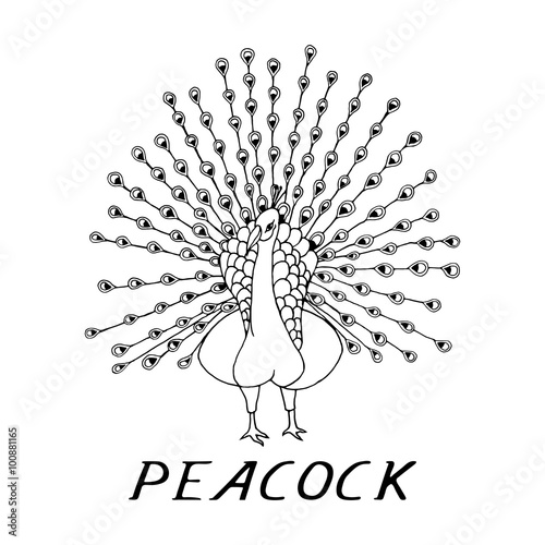hand draw a  peacock