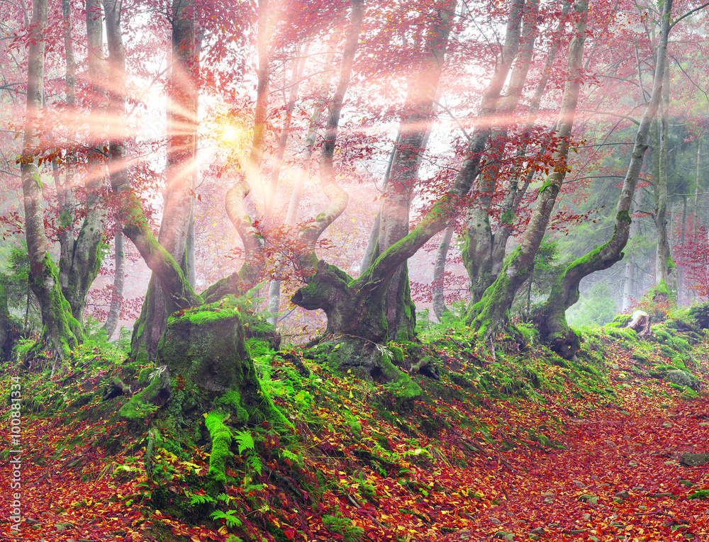 Obraz premium Beech forest in autumn