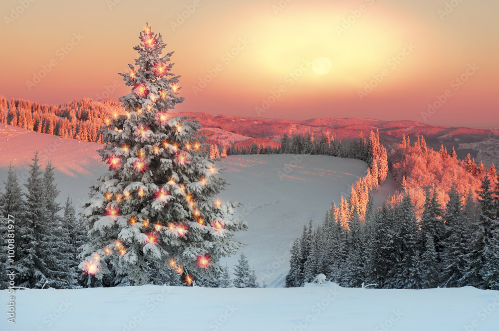 Frosty forest