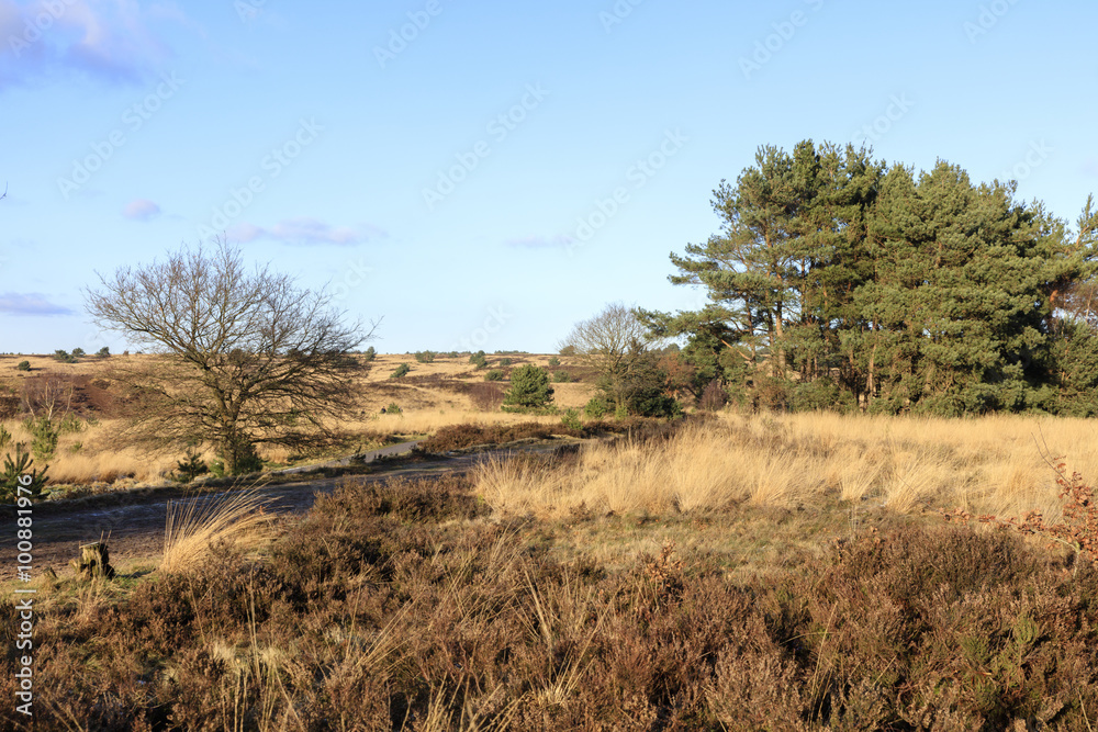 Het Rozendaalseveld bij Velp, Gelderland