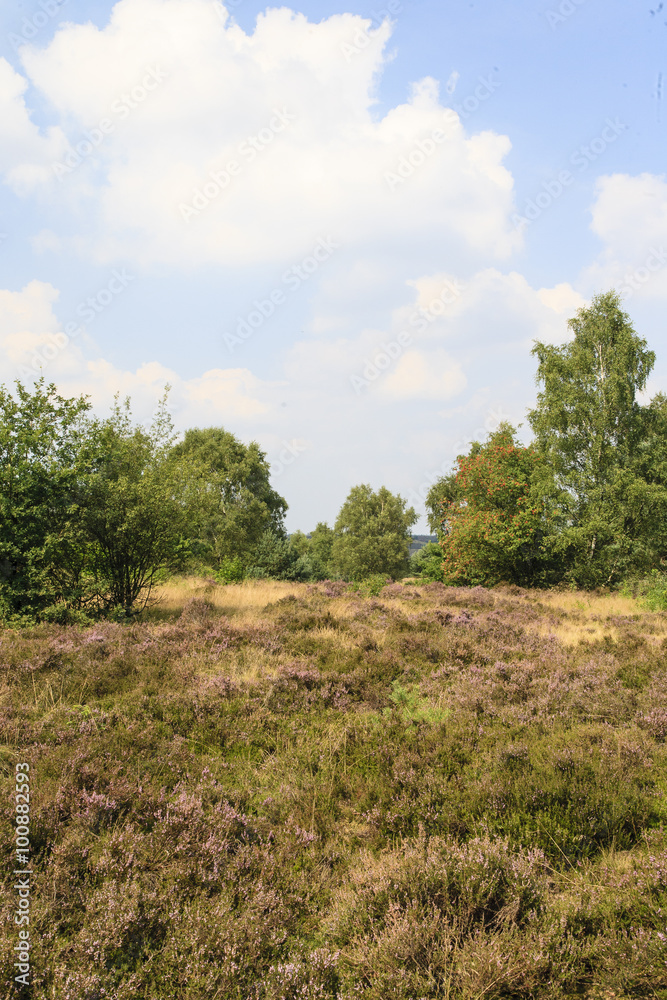 De heide en zandverstuiving van het Rozendaalse veld bij Annhem