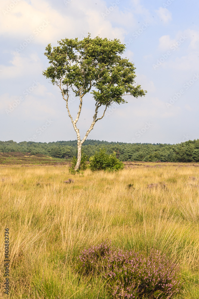 De heide en zandverstuiving van het Rozendaalse veld bij Annhem