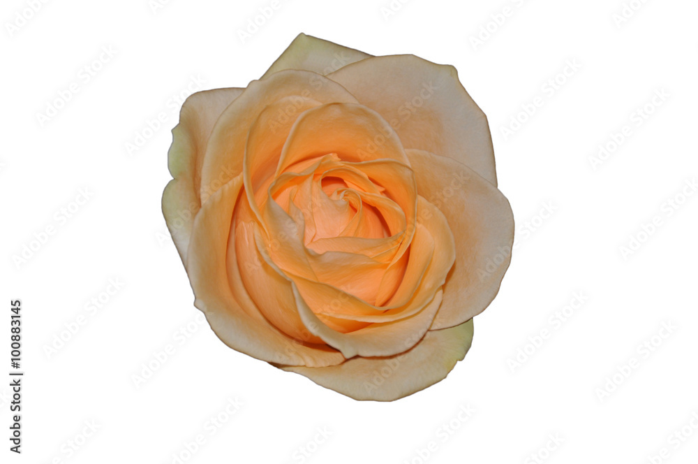 Pink rose bud isolated on white background Pink rose bud isolated on white background