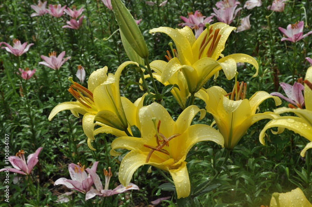 Fototapeta premium 百合 一面の百合 花畑