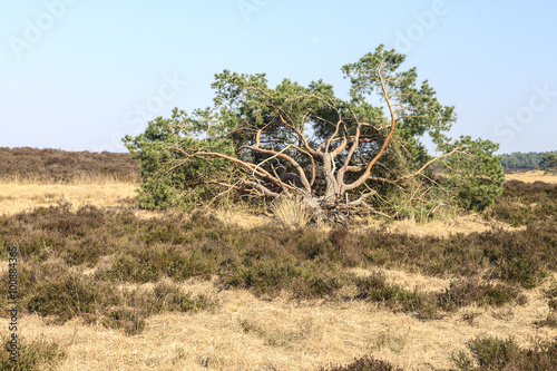 De heide en zandverstuiving van het Rozendaalse veld bij Annhem photo