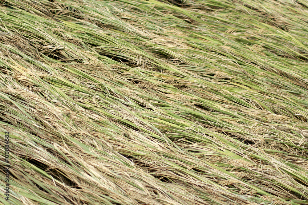 Ripe paddy crop affected by cyclone in India Ripe paddy crop affected by cyclone in India
