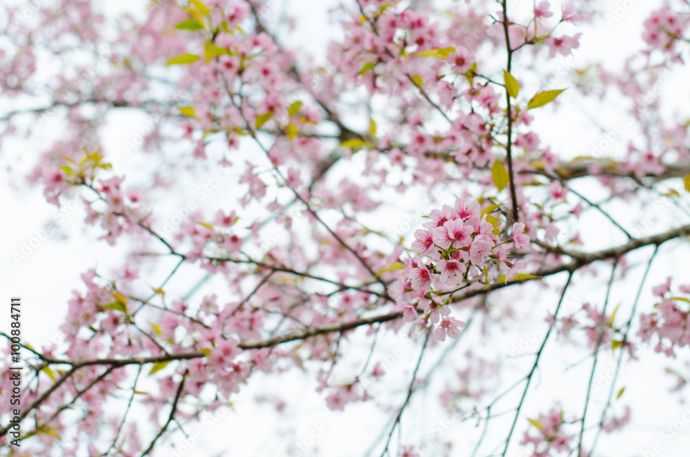 Wild Himalayan Cherry bloomimg on tree at Phu lom lo mountain, L