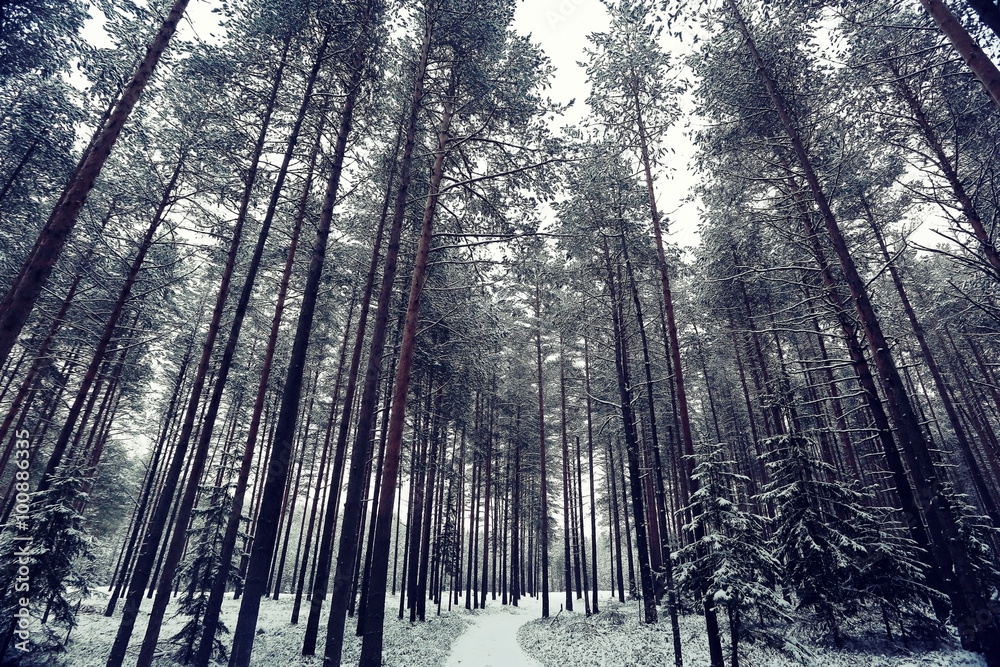 Fototapeta premium Snow in the forest landscape